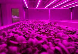LED plant factory LED plant factory